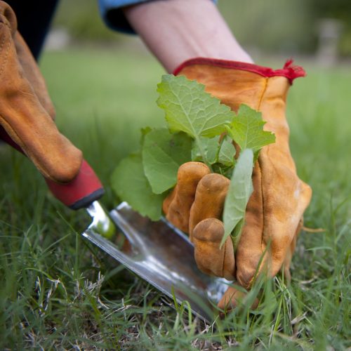 lawn care1